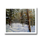 Maitland Woods Trail