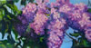 Lilacs - Heavenly Scent #1