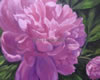 Magenta Peony